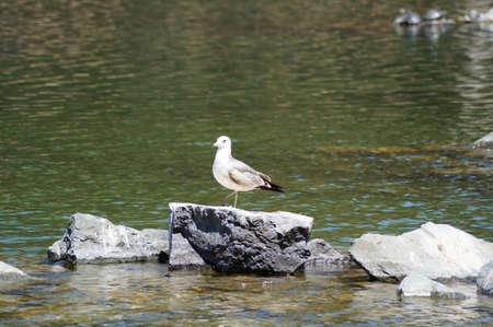 Bird on rockの写真素材