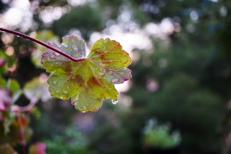 The plants are drippingの写真素材