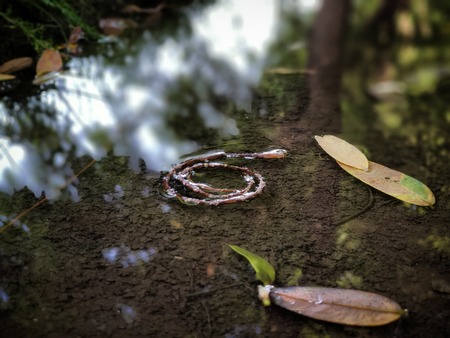 Stick in the mudの写真素材