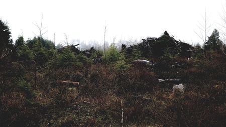 Dark bushes and a blank skyの写真素材