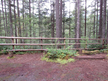 Trees beyond the fenceの写真素材