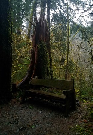Lonely bench in the forestの写真素材