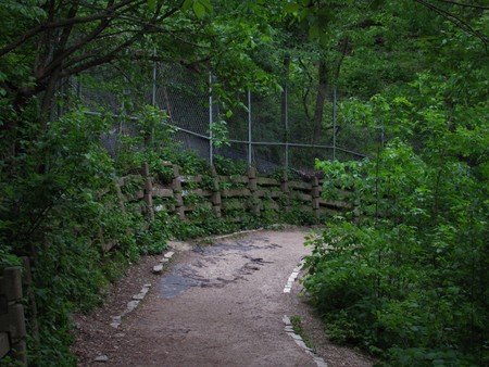 Overgrown retaining wallの写真素材