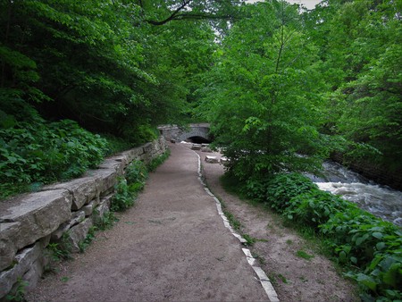 Green path through the forestの写真素材