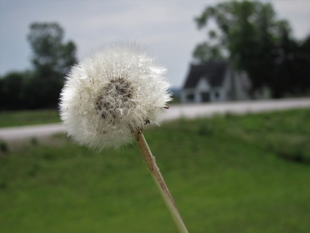 Dandelions in the springの写真素材