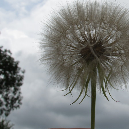 Dandelions in the springの写真素材