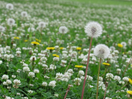 Dandelions in the springの写真素材