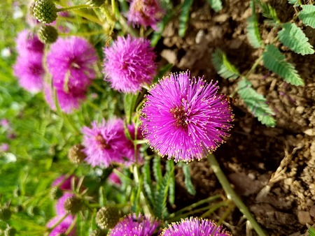 Flowers in the grassの写真素材