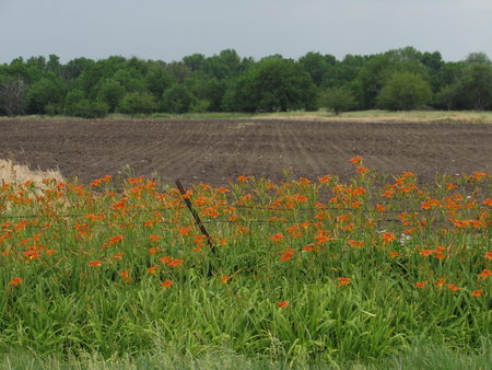 Flowers along the roadの写真素材