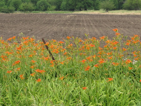 Orange flowers in the fieldの写真素材