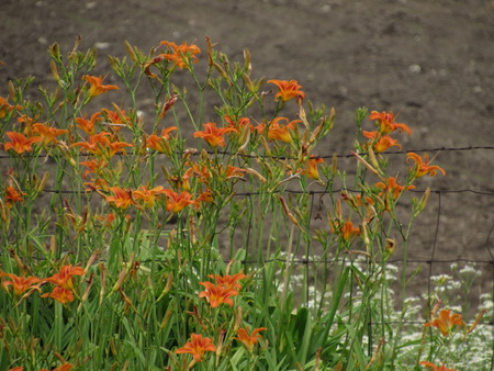 Orange flowers on the fenceの写真素材