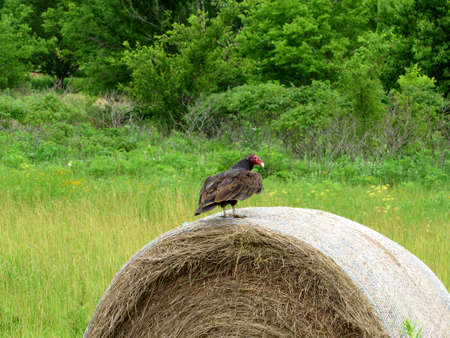 Large bird perched on a bale of hayの写真素材