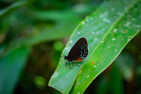 Black and blue butterfly in the jungle