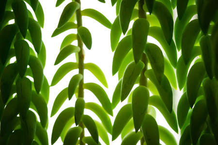 Leaves on a delicate vineの写真素材