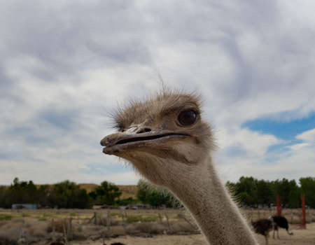 Single curious ostrich on a farmの写真素材