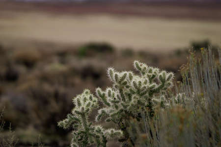 Sharp cactus in a desert sceneの写真素材