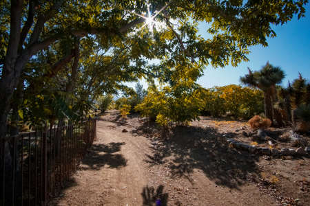 Desert path on a sunny dayの写真素材