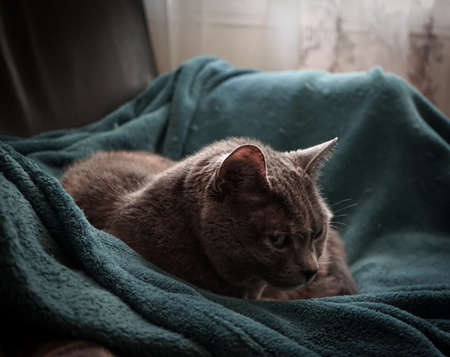Soft cat on a warm blanketの写真素材