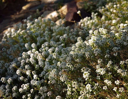 Patch of white flowers in a gardenの写真素材