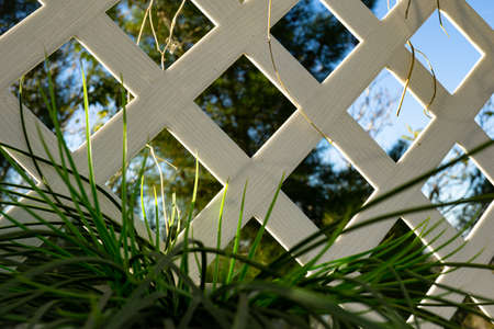 Grassy plant against white lattice on a sunny afternoon