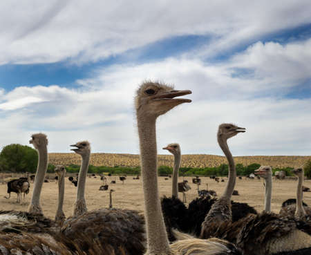 Ostriches in a field on a sunny day
