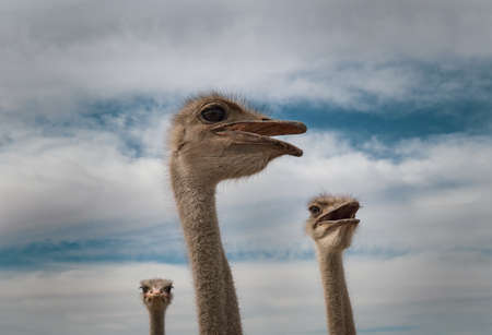 Ostriches looking around on a warm afternoonの写真素材