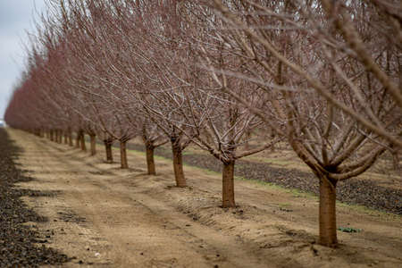 Lines of trees in an orchardの写真素材