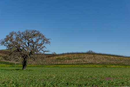 Old tree inside a vineyardの写真素材