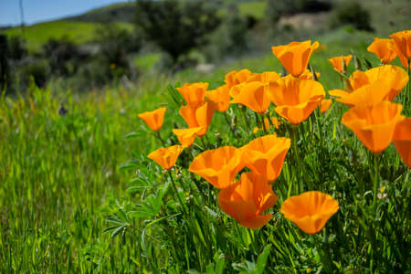 Beautiful poppies on a hillの写真素材