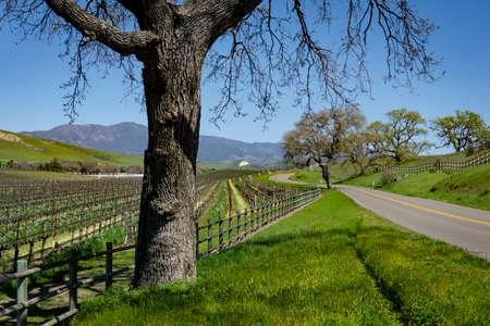 Large trees along a road in wine countryの写真素材