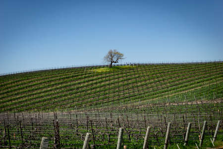 Single tree in the center of a fieldの写真素材