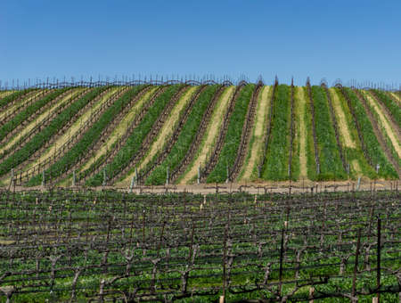 Rows of grapes in a vineyardの写真素材