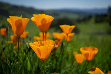 Macro view of poppies in a green fieldの写真素材