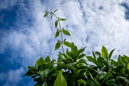 Healthy vine growing up to the skyの写真素材