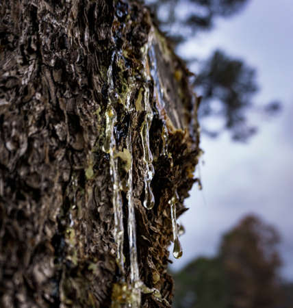 Sap dripping from the trunk of a treeの写真素材