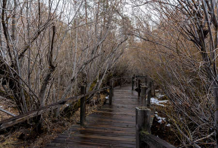 Tree-lined path in the cold mountainsの写真素材