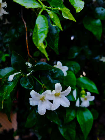 bloom white color Orange jessamine flowers with dewの写真素材