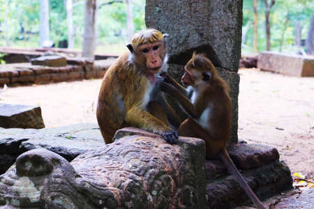 a baby monkey who loves a mother