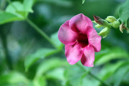 capture of isolated pink color flower