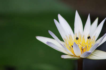 a white color lily and a honey bee