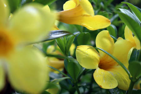 close up capture of yellow color flower