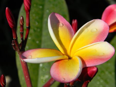 Morning dew on a tropical flowerの写真素材