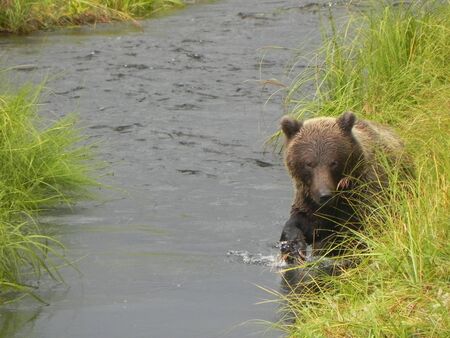 Grizzly bear on the hunt in a streamの写真素材