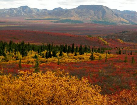 Autumn in the tundraの写真素材