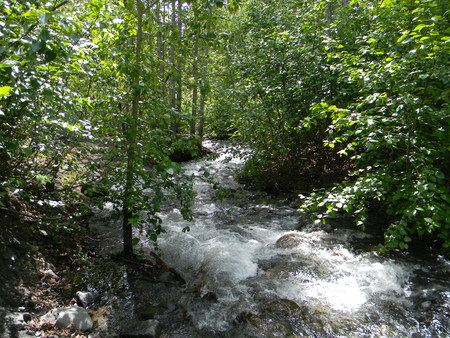 Stream flowing through forestの写真素材