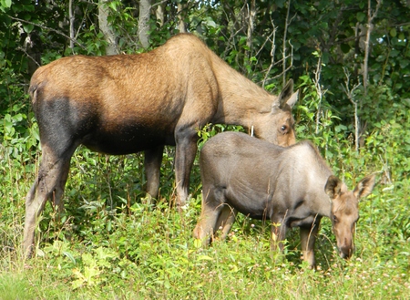 Alaskan moose with calfの写真素材