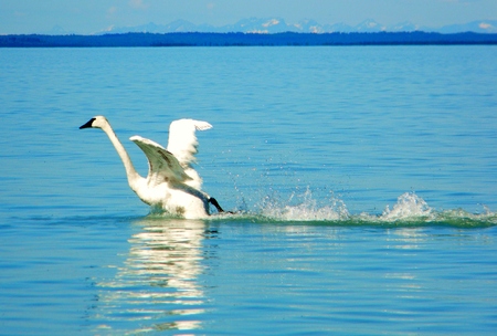 Swan taking flight off a lakeの写真素材
