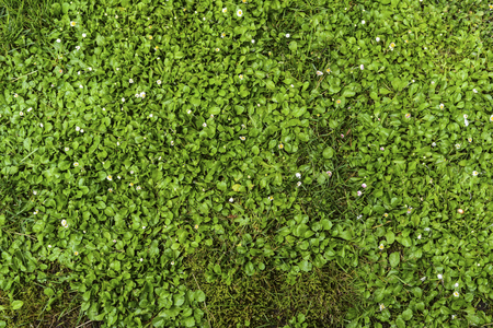 Green grass backgroundの写真素材
