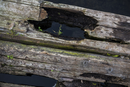 old board in the water with greenの写真素材