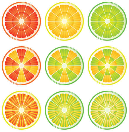 nine variants of citrus slices のイラスト素材